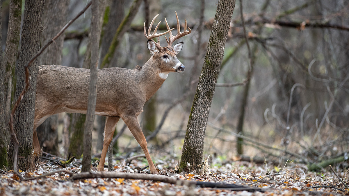 How Whitetail Hunts are Making the World a Better Place