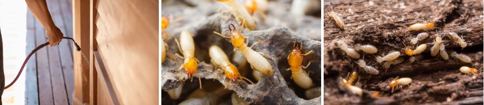 What Do Termites Resemble?